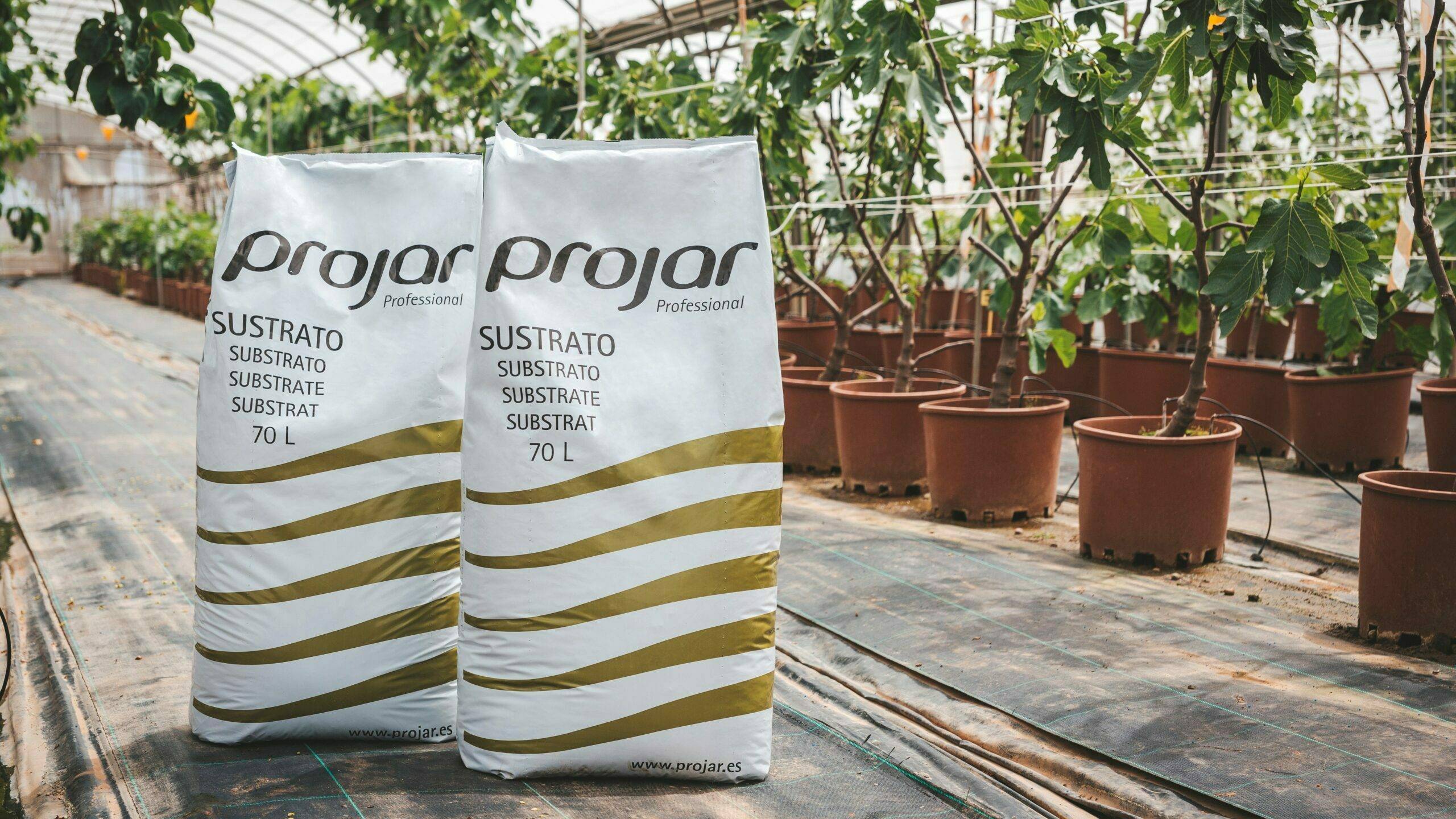 projar-sustratp-rs8|projar-sustratp-rs8|projar-sustratp-rs8|projar-sustratos-tecnologia-horticola